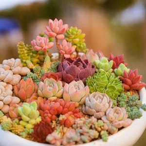 200 Rare Succulent Seeds Mix, Colorful Exotic Varieties, Drought-Tolerant, Indoor Outdoor Easy Grow