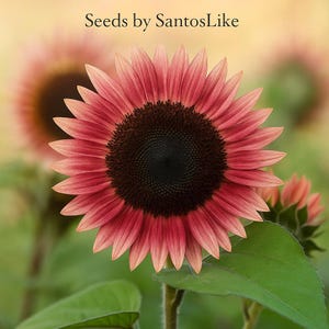 20 Pink Sunflower Seeds, Rare Colorful Organic Flower, Garden or Bonsai, Unique Blooms, Easy to Grow, Great for Pollinators