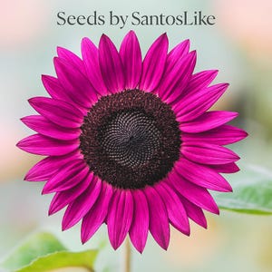 50 Purple Sunflower Seeds, Rare Garden Flower, Vibrant Blooms, Pollinator Friendly, Unique Summer Annual