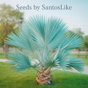 5 Mexican Blue Hesper Palm Seeds: Drought-Tolerant Brahea Armata