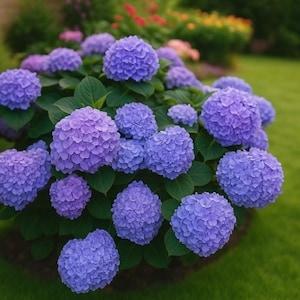 25 Mixed Hydrangea Seeds: Blue, Pink, Purple Perennial Shrub