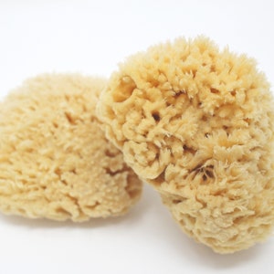 Sea Sponge, Natural Wool Sea Sponge, 4-5 inch Sea Sponge, FREE SHIPPING, Sustainable Living, Bath Decor, Natural Skincare
