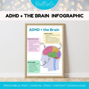 Może przedstawiać: Oprawiona infografika zatytułowana "ADHD + mózg" z tekstem i schematem mózgu. Schemat podkreśla korę przedczołową, układ limbiczny i zwoje podstawy. Dostępne jako plik PDF do wydruku i cyfrowy PNG.
