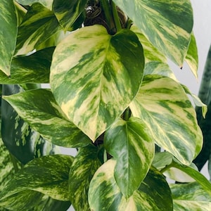 May include: Close-up of a vibrant pothos plant with large, heart-shaped leaves. The leaves display a striking pattern of green and creamy yellow variegation. The plant is climbing a brown support, showcasing its lush foliage.