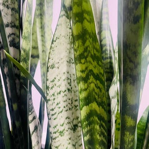 May include: Close-up of a snake plant, showing long, upright leaves. The leaves have a mix of green and white patterns, with some sections featuring a dark green, zigzag design. The plant's texture is smooth, and the overall aesthetic is natural and vibrant.