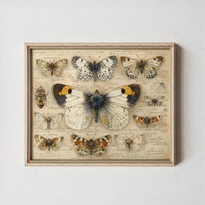 Vintage Butterfly Scientific Illustration - Printable Wall Art, Rustic Cottagecore Decor, Natural History Art, Entomology Print 217