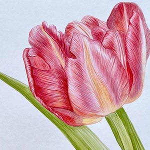 Pink tulip, Original Watercolor Painting Tulip Delicate Flower Art Home Decor Handmade Unframed