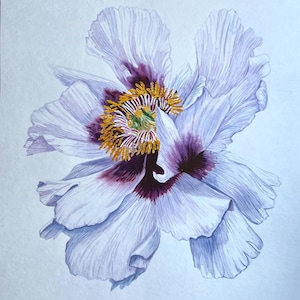 Peony Watercolor Original/ Watercolor Painting/ Botanical Art Realistic/ Wall Art/ Hand Painted Painting