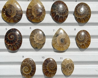 Natural Ammonite Fossil Cabochons, Mix Shape Gemstones for Jewelry Making