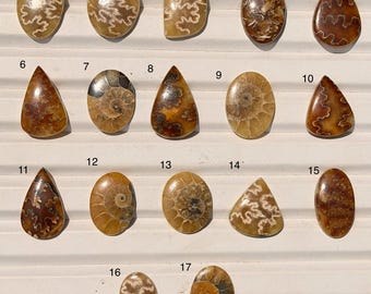 Natural Ammonite Fossil Gemstone Cabochon, Polished Spiral Collector Stone