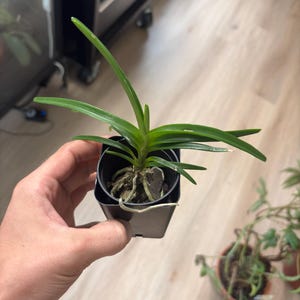May include: A small green orchid plant with long, slender, pointed leaves potted in a black plastic container. The plant features visible light-colored roots extending from the base, which is filled with dark potting medium and bark pieces.