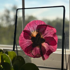 Pressed Hibiscus Flower Frame | Real Dried Botanical Art | Unique