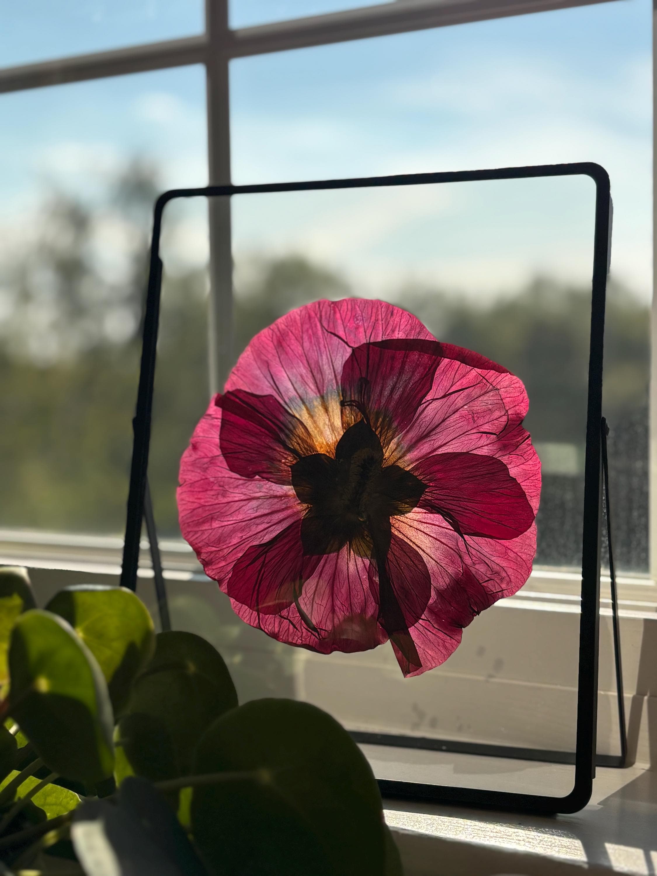 Pressed Hibiscus Flower Frame | Real Dried Botanical Art | Unique