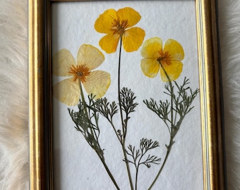 Pressed Yellow Poppy Flower Art | Garden Botanical Wall Decor | Framed Cottagecore Home
