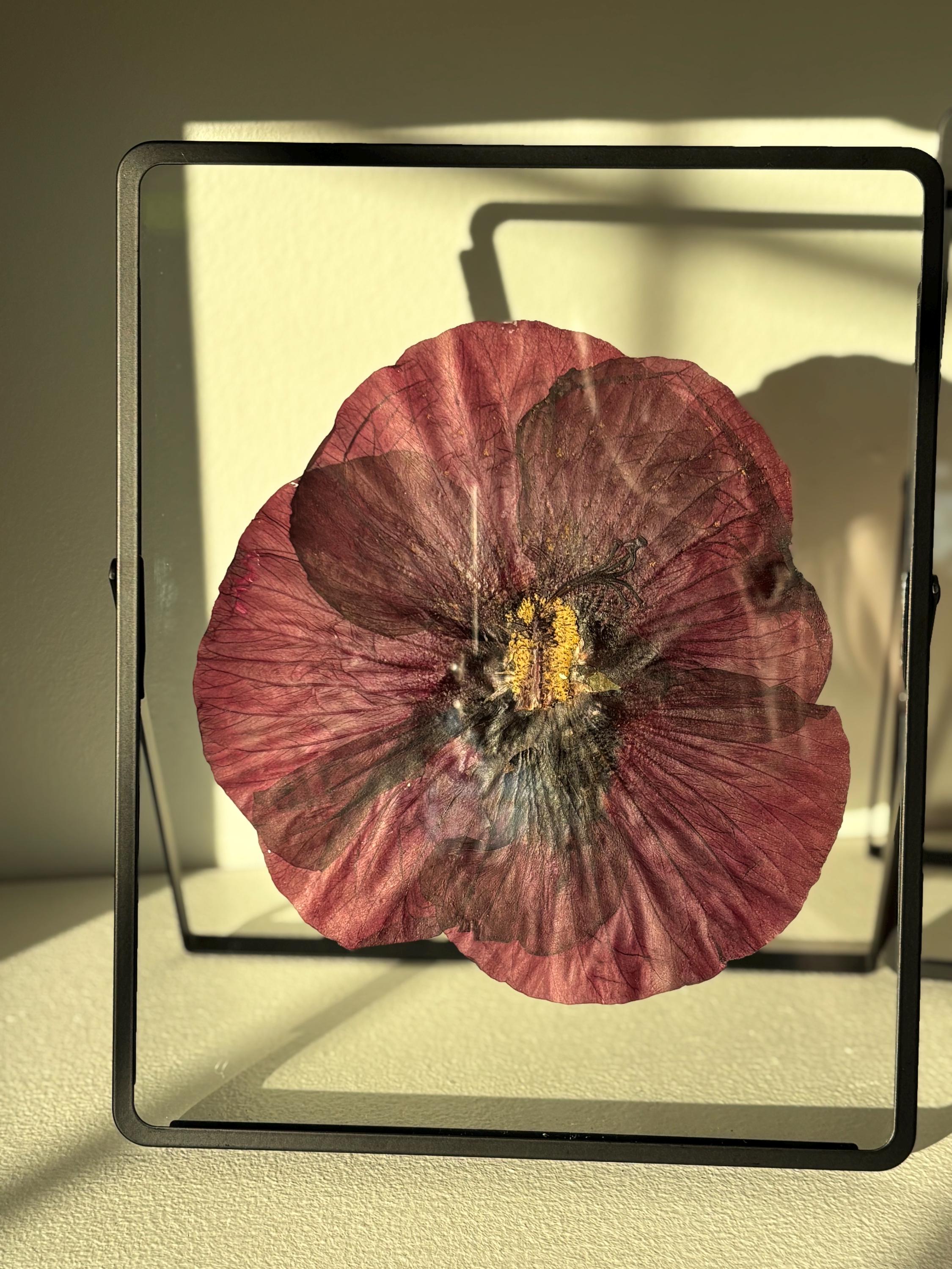 Pressed Hibiscus Flower Frame | Real Dried Botanical Art | Unique