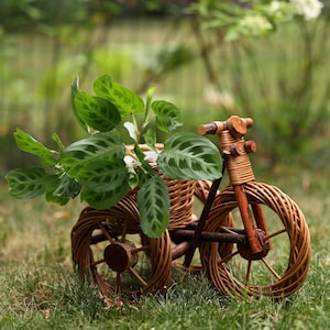 May include: A decorative, brown wicker tricycle planter filled with a green leafy plant. The tricycle has a basket for the plant and is sitting on green grass. The wheels and handlebars are made of woven wicker.