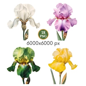 Puede incluir: Una colección digital de 18 archivos PNG con ilustraciones detalladas de flores de iris en blanco, morado, verde y amarillo. El texto 18 PNG y 6000x6000 px se muestra en el centro de la disposición de cuatro imágenes florales distintas.