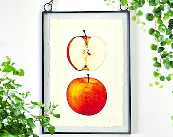 Stained Glass Apples Natural History Illustration Panel | Hanging Wall Art | Floating Frame | Green Academia, Kitchen Decor