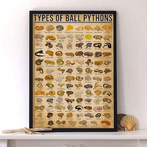 Peut inclure: Une affiche encadrée intitulée "TYPES OF BALL PYTHONS" présentant de nombreuses illustrations de différents morphs de pythons royaux. L'affiche a une esthétique vintage avec un fond beige et un cadre noir. Les illustrations montrent les motifs et couleurs des serpents.