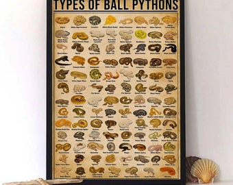 Póster vintage de morfosis de pitón bola: regalo para amantes de los reptiles, arte herpetológico