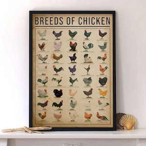 Vintage Chicken Breeds Knowledge Poster – Poultry Chart Wall Art, Farmhouse Decor, Backyard Chicken Lover Gift, Educational Print