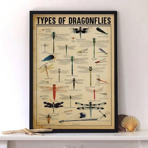 Vintage Dragonfly Knowledge Poster – Types of Dragonflies Chart, Insect Wall Art, Nature Lover Gift, Educational Wildlife Print