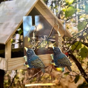 Yellow-billed Blue Magpie Earrings