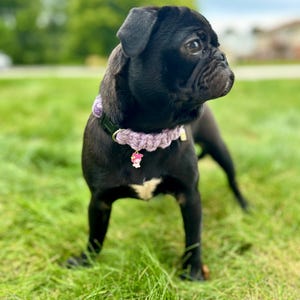 Macrame Dog Collar