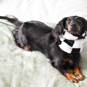 May include: A black and tan dachshund wearing a black and white checked scarf, lying on a pale green blanket. The dog has long, flowing hair and is looking upwards.