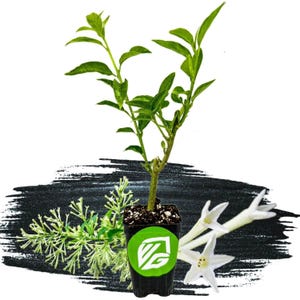 Night Blooming Jasmine Live Plant | Cestrum Nocturnum Fragrant Flower