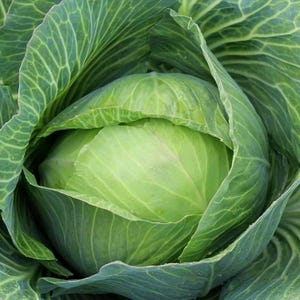 Golden Acre Cabbage Seeds | Non-GMO Heirloom Vegetable