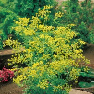 Bouquet Dill Seeds | 500 Heirloom Non-GMO Seeds | Fresh Herb Garden