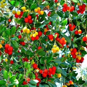 Strawberry Tree Seeds – Arbutus Unedo Garden Fruit Tree Plant