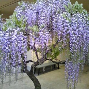 Purple Wisteria Bonsai Seeds | 10 Elegant Flowering Tree Seeds