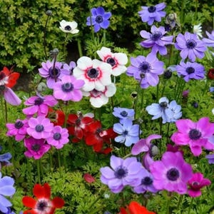Blue & Mixed Poppy Flower Seeds | Himalayan Tibetan Wild Poppy Garden Blooms