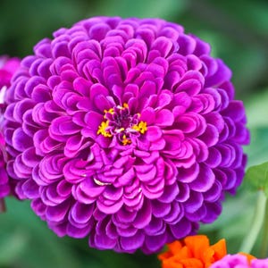 Purple Prince Zinnia Seeds Elegans Flower 250 Pack