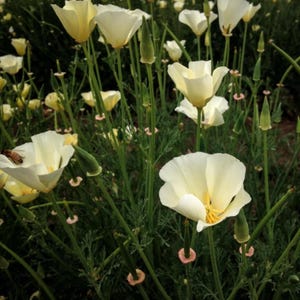 White Linen California Poppy Seeds | Non-GMO Flower