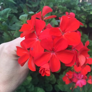 Orange Red Pelargonium Zonal Geranium | Live Plant Starter Cuttings 5x6&quot;