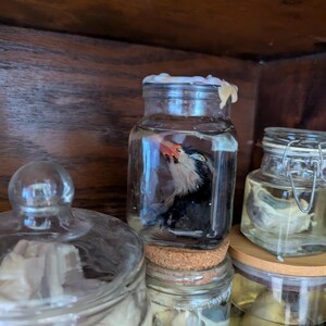 Könnte beinhalten: Eine Sammlung von Glasbehältern mit verschiedenen konservierten Exemplaren. Ein Glas enthält einen kleinen Vogel mit schwarzen, weißen und roten Federn. Andere Gläser enthalten nicht identifizierbare Exemplare. Die Gläser stehen auf einem Holzregal.