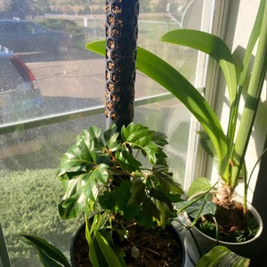 May include: A potted plant with green leaves and a black pole for support. The plant is in a black pot and sits near a window. Other plants are visible in the background.