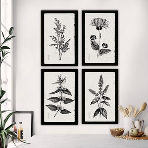 Botanical Herbs on Canvas with Black Edges, Nature Art Vintage Pen and Ink Illustrations with Soft Whites, Variety of Sizes, Kitchen Decor