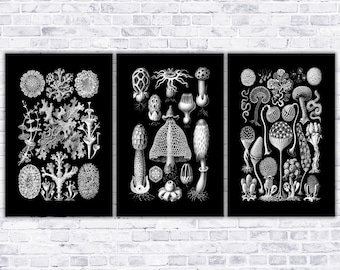 May include: A set of three black and white illustrations featuring various types of mushrooms and fungi. The illustrations are in a vintage style and feature intricate details.