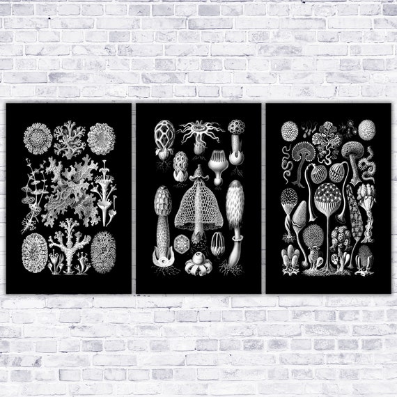 Botanical Mushroom Wall Art, Ernst Haeckel Scientific Illustration