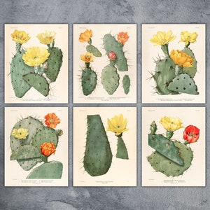 Vintage Cactus Watercolor Prints on Canvas,  Cactus Flower Illustrations, Britton & Rose The Cactaceae, Mary Emily Eaton, Botanical Wall Art