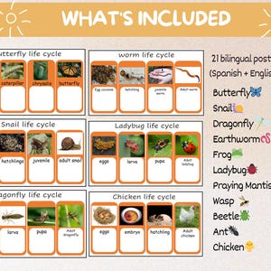 May include: Educational posters featuring insect life cycles, including butterflies, worms, and ladybugs. The posters are bilingual, with text in Spanish and English. The image includes the text "WHAT'S INCLUDED".