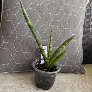 3&quot; Sansevieria Cylindrica Boncel Live Plant, Easy Care Plant, Live House Plant, Low Light Plant