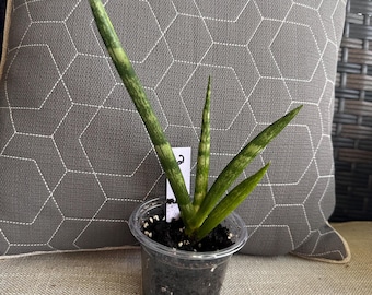 サンスベリア Sansevieria Manny Pacquiao​ v Sansevieria “manny