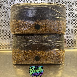 All in one 5 lbs mushroom grow bag (2)