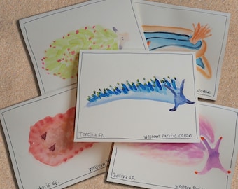 Tarjetas de felicitación de nudibranquios en acuarela hechas a mano: Arte de babosas marinas (paquete de 5)