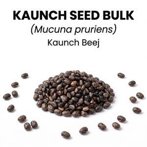 May include: A pile of dark brown and black mottled Mucuna pruriens seeds, also known as Kaunch Seed Bulk or Kaunch Beej, with individual seeds scattered around the base. The text KAUNCH SEED BULK (Mucuna pruriens) Kaunch Beej is printed above.